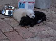 Click for large version